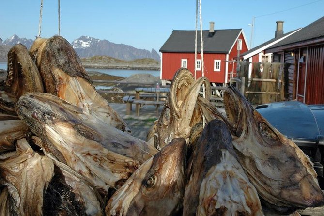 2-Day Lofoten Highlights Photo Tour (Summer) - What the small group changes