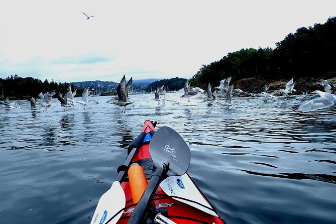 2- hour kayak trip on the Oslo Fjord - Why the two-hour length works