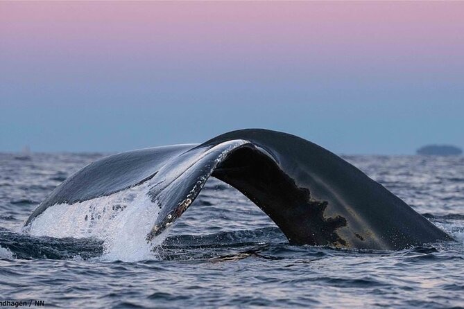 24hr Northern Lights & Whale Watching Cruise - The hard truth about northern lights and photography