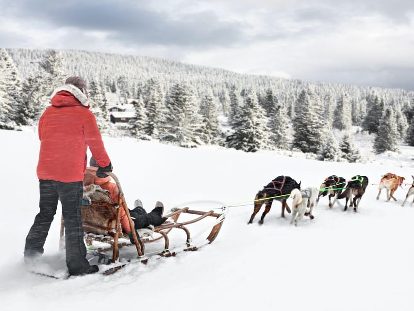 4hr Dog Sledding Trip on Finnmarksvidda - Should you book the Gargia dog sledding trip?