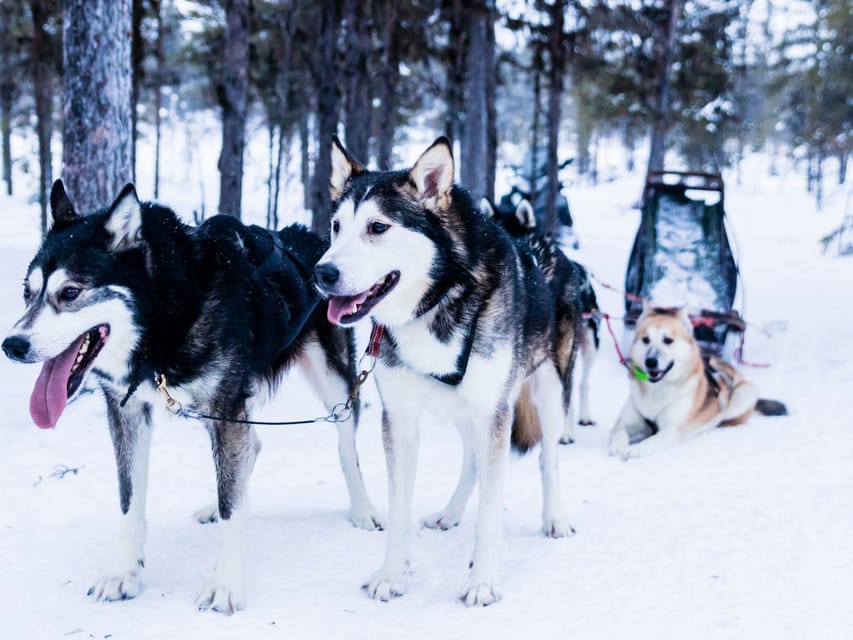 4hr Dog Sledding Trip on Finnmarksvidda - Getting dressed for the Arctic