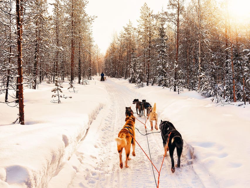 4hr Dog Sledding Trip on Finnmarksvidda - Through the pine forest and onto Finnmarksvidda