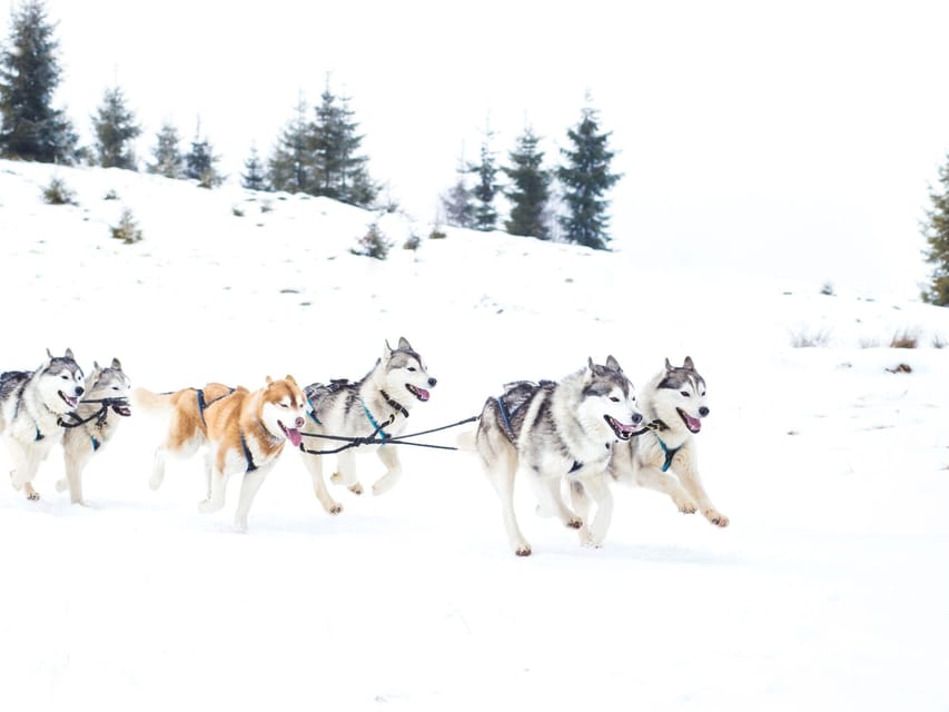 4hr Dog Sledding Trip on Finnmarksvidda - Returning to historic Gargia Lodge