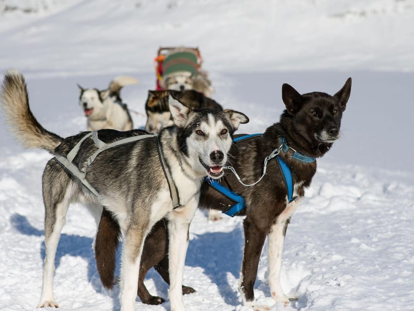 4hr Dog Sledding Trip on Finnmarksvidda - Is $340 a fair price?