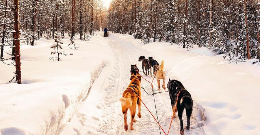 4hr Dog Sledding Trip on Finnmarksvidda - Who should book this dog-sledding trip?