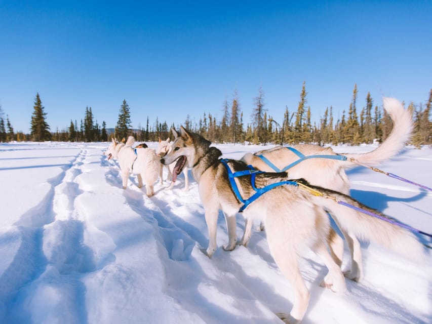 4hr Dog Sledding Trip on Finnmarksvidda - What the 4.7 rating tells you