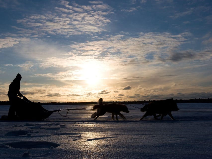 4hr Dog Sledding Trip on Finnmarksvidda - Booking details worth checking