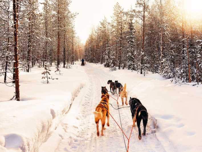 4hr Dog Sledding Trip on Finnmarksvidda - Learning to handle your own sled