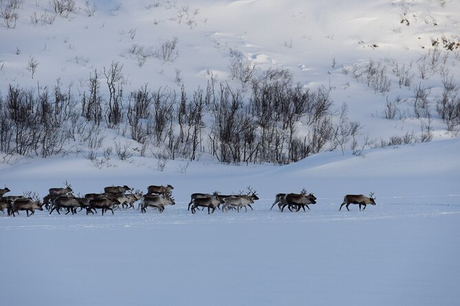 All-Inclusive Arctic Fjords and Sommarøy Scenic Tour - What the $220.77 price includes