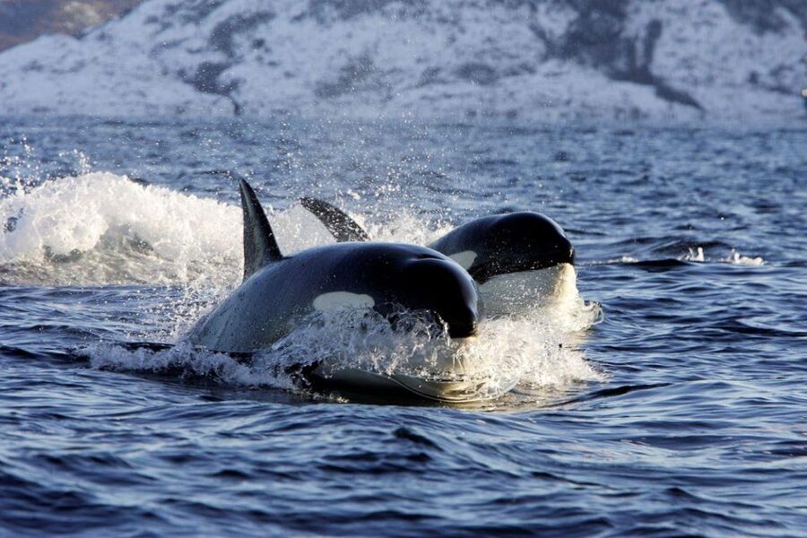 Alta: Alta Fjord Whale Watching Tour - Key points to know before you book