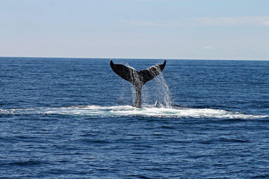 Alta: Alta Fjord Whale Watching Tour - The whales you may see