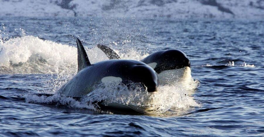 Alta: Alta Fjord Whale Watching Tour - Cold-weather clothing included