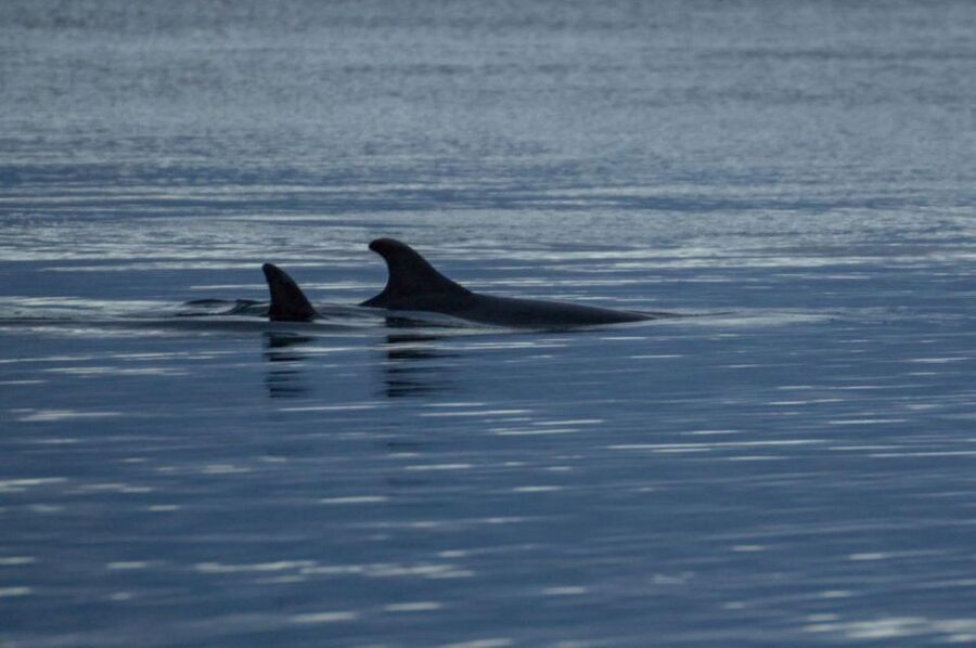 Alta: Alta Fjord Whale Watching Tour - Three and a half hours on Alta Fjord