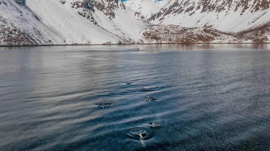 Alta: Altafjord Whale Watching in a Heated Boat - Why the Altafjord is a strong whale-watching setting