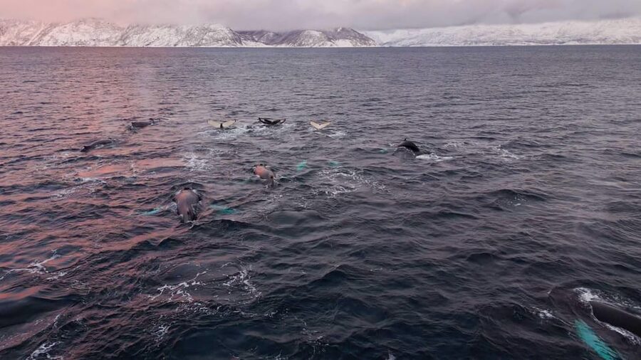 Alta: Altafjord Whale Watching in a Heated Boat - Meeting the crew at Alta Harbor