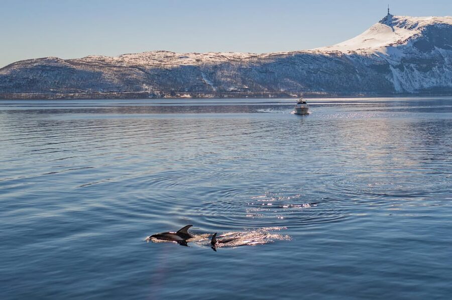 Alta: Altafjord Whale Watching in a Heated Boat - Searching for orcas and humpback whales