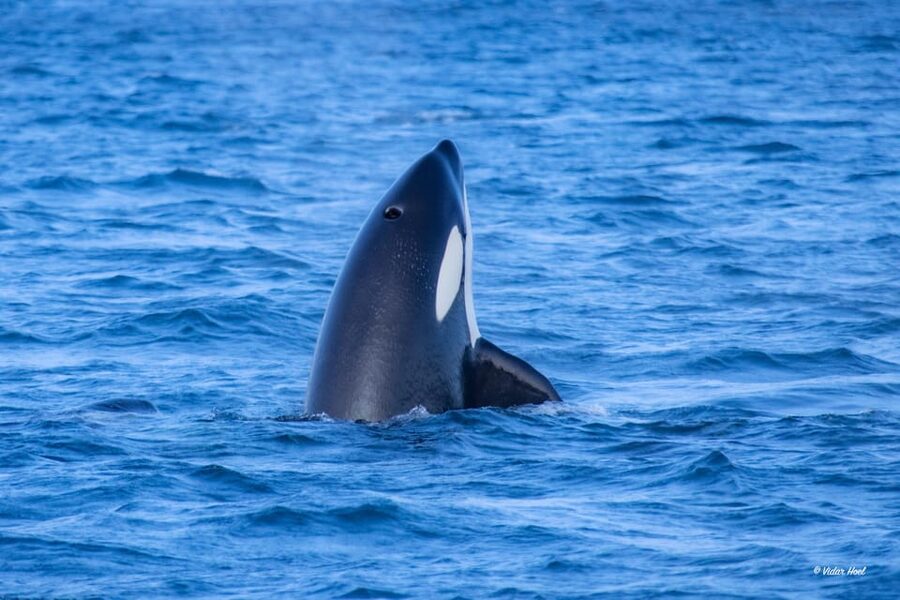Alta: Altafjord Whale Watching in a Heated Boat - What the four-hour itinerary feels like