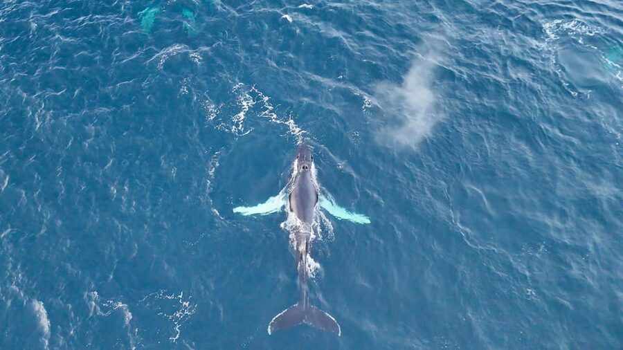 Alta: Altafjord Whale Watching in a Heated Boat - Is $262 a fair price?