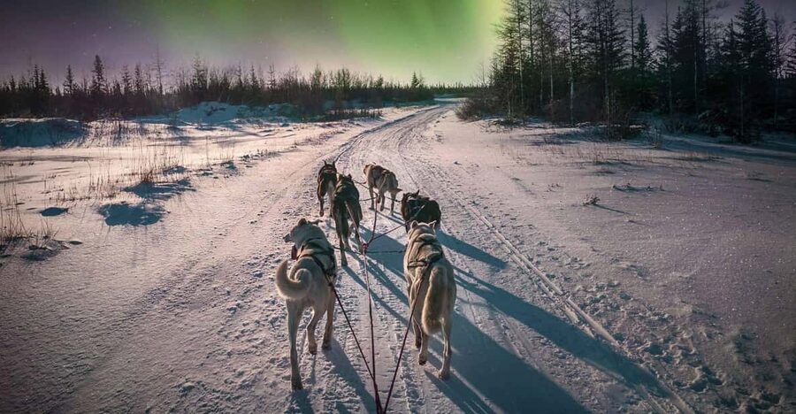 Alta: Dog Sledding Trip under the Northern Lights - Key points at a glance