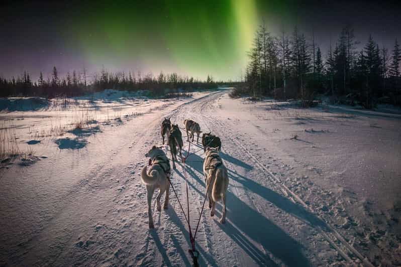 Alta: Dog Sledding Trip under the Northern Lights - From Alta to Gargia in the Arctic dark