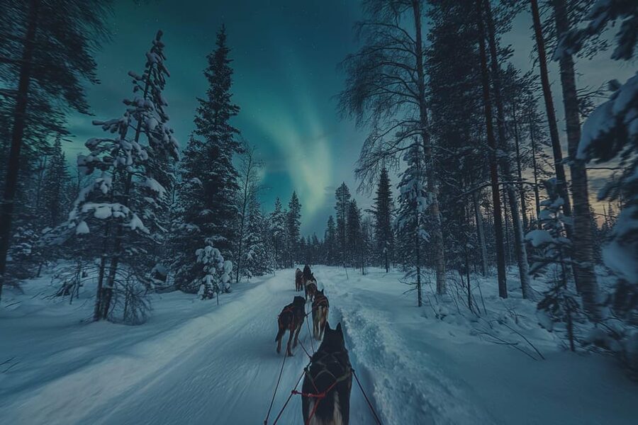 Alta: Dog Sledding Trip under the Northern Lights - Chasing the Aurora without counting on it