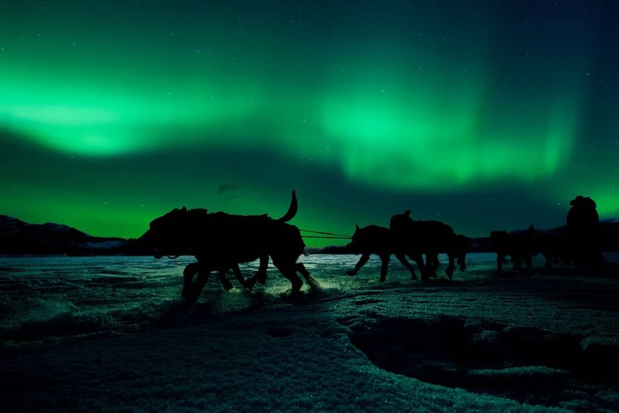 Alta: Dog Sledding Trip under the Northern Lights - Who should book this Alta adventure?