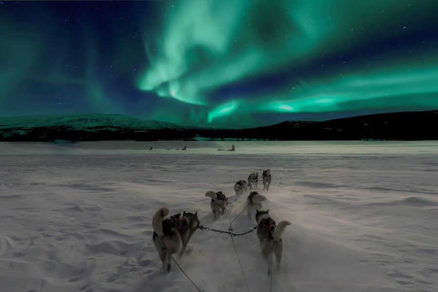Alta: Dog Sledding Trip under the Northern Lights - Learning to mush before you leave the trees