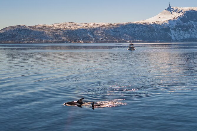 Alta Fjord Whale Watching on a Heated Boat - Meeting the Sea Runner at Alta Harbor