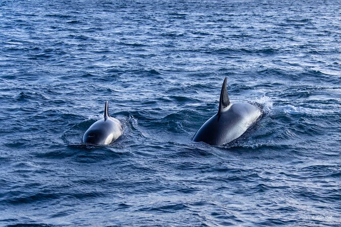 Alta Fjord Whale Watching on a Heated Boat - What Valerie adds to the ride
