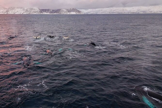 Alta Fjord Whale Watching on a Heated Boat - Who will enjoy this Alta whale trip most?
