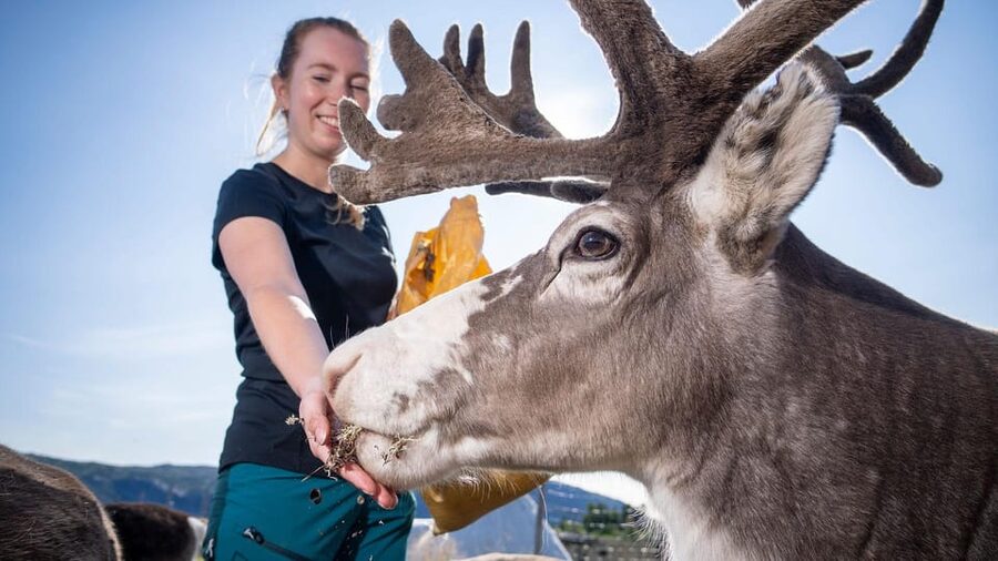 Alta: Reindeer - A carrier of Sámi Culture - Meeting the reindeer at Sami Siida