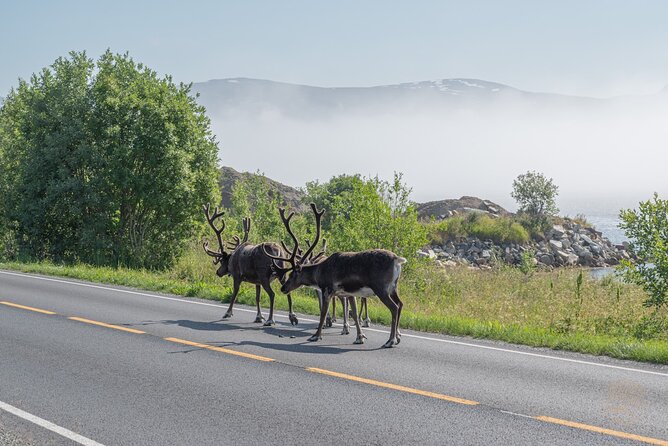 Arctic Fjord Roadtrip with Scenic Picnic from Tromso - Weather is part of the experience
