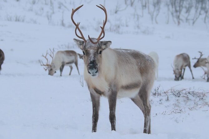 Arctic Fjords and Reindeer Experience – Small group tour - Kvaløya turns the bus ride into part of the tour