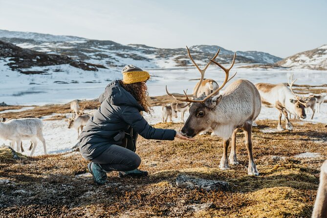 Arctic Fjords and Reindeer Experience – Small group tour - Who will enjoy this day most