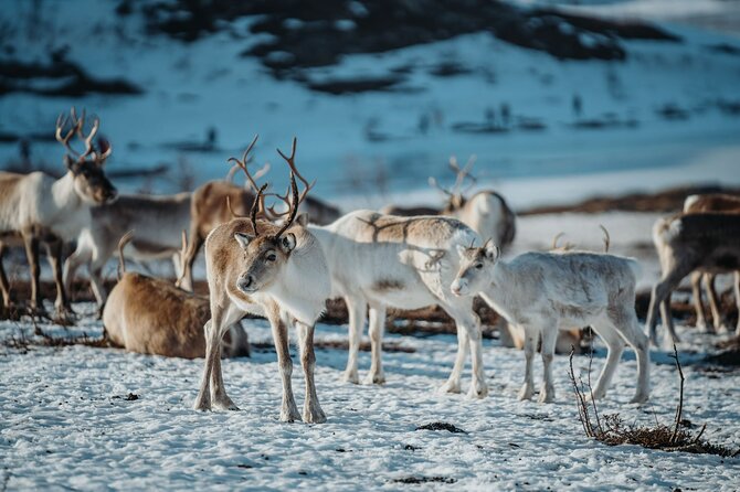 Arctic Fjords and Reindeer Experience – Small group tour - Timing, meeting point, and weather advice