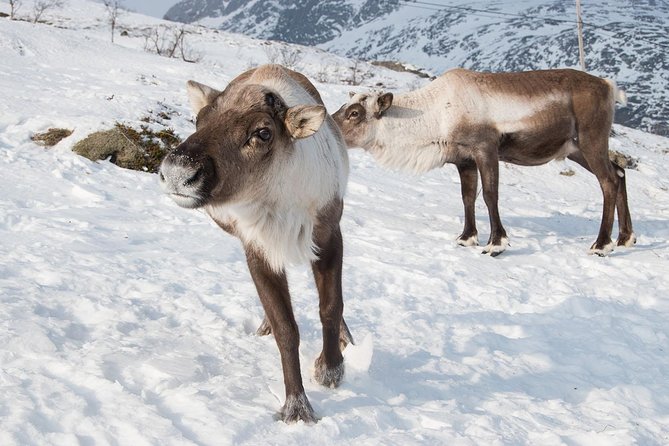 Arctic Fjords Road Trip - Wildlife is possible, but scenery is the sure bet