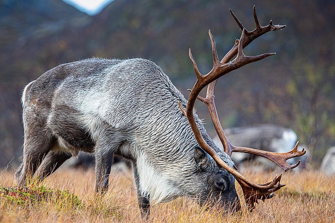 Arctic Nature Tour from Tromsø by minibus - Guides who add more than directions