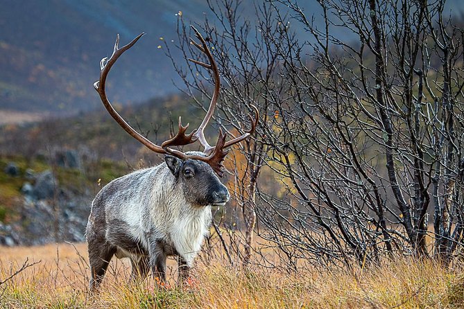 Arctic Nature Tour from Tromsø by minibus - Wildlife watching with realistic expectations
