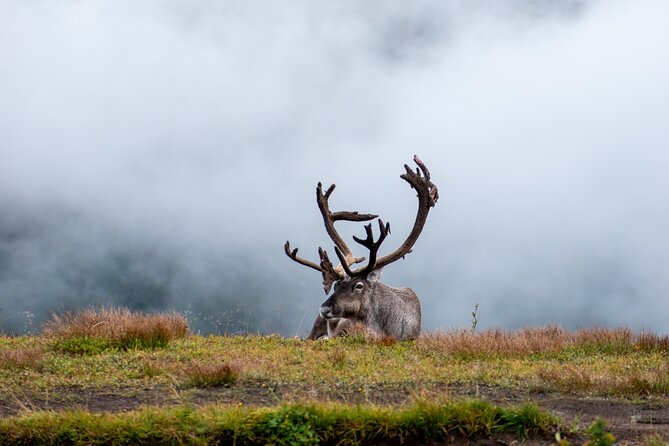 Arctic Wildlife and Fjord Sightseeing - Bryggejentene brings a warm pause