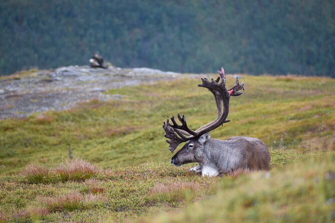 Arctic Wildlife and Fjord Sightseeing - Kaldfjorden and Ersfjordbotn: dramatic water and mountain walls