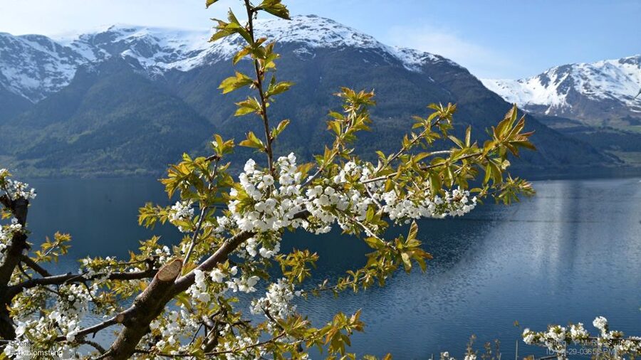 Bergen: Hardangerfjord, Voss Gondola & 3 Great Waterfalls - The close-up walk behind Steinsdalsfossen