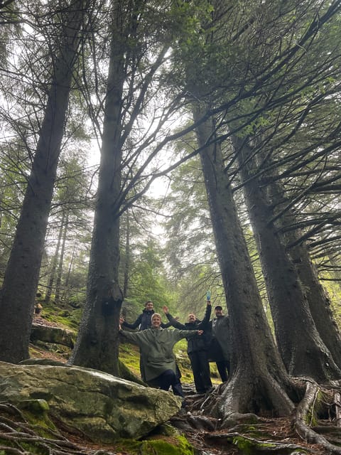 Bergen Magical Nature Tour | ViFlowExperience - Views that make the hike worthwhile