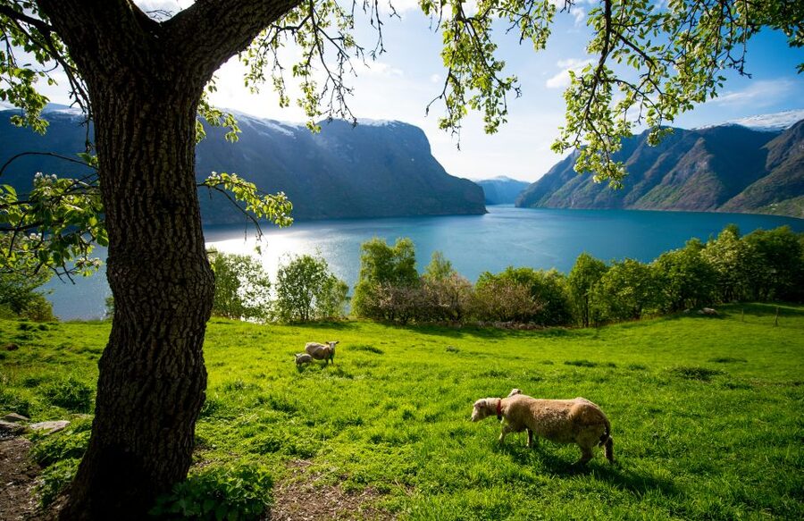 Bergen: Viking Village, Nærøyfjord Cruise & Flåm Railway - The long ride back to Bergen