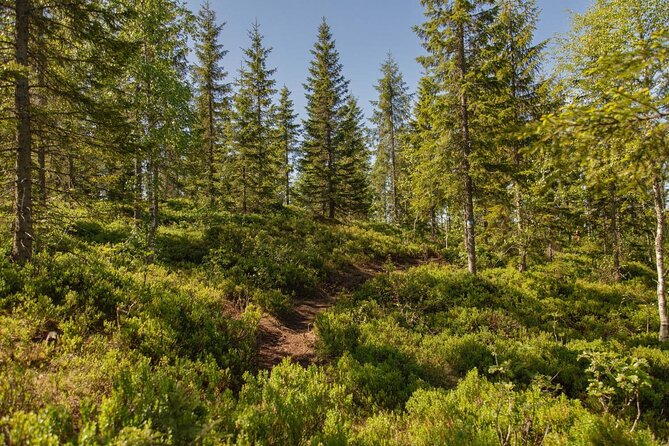 Best View of the Oslofjord Hike - Why Vettakollen is such a good Oslo viewpoint