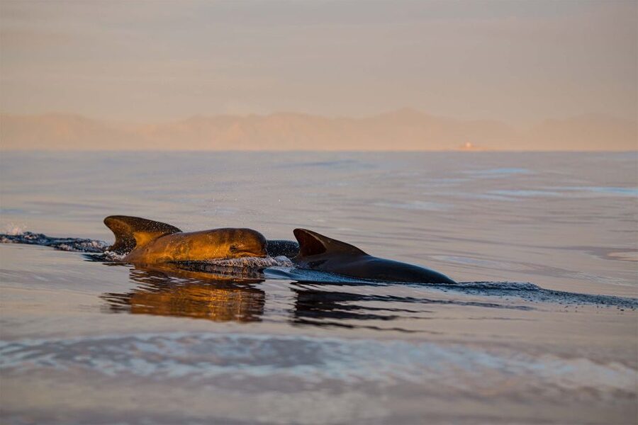 Bleik: Whale Watching by Speedboat with Puffins and Muffins - Key points to know before you go