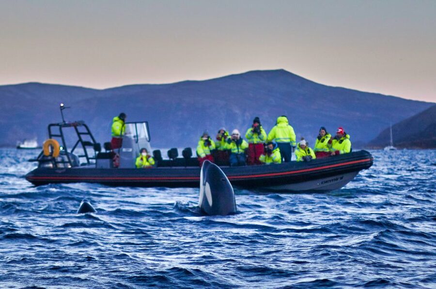 Bleik: Whale Watching by Speedboat with Puffins and Muffins - Who should book this RIB safari?