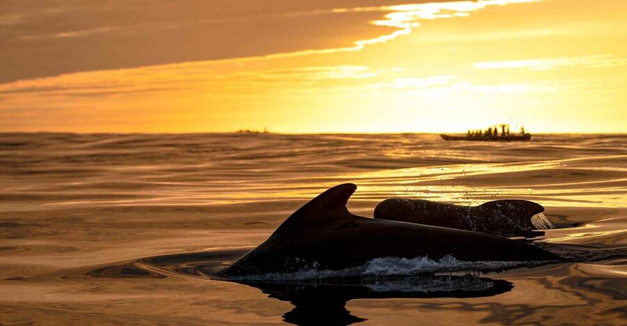 Bleik: Whale Watching by Speedboat with Puffins and Muffins - Why Bleik Canyon makes this trip different