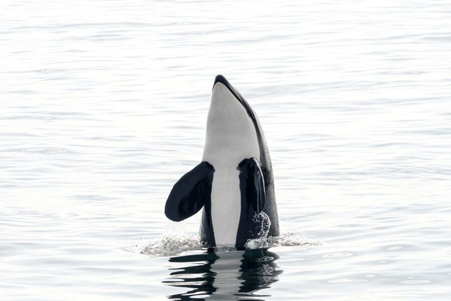 Bleik: Whale Watching by Speedboat with Puffins and Muffins - The RIB ride is part of the attraction