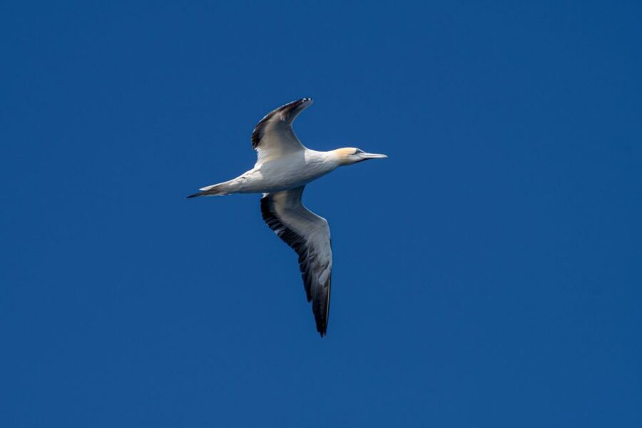 Bleik: Whale Watching by Speedboat with Puffins and Muffins - Whale watching in Bleik Canyon