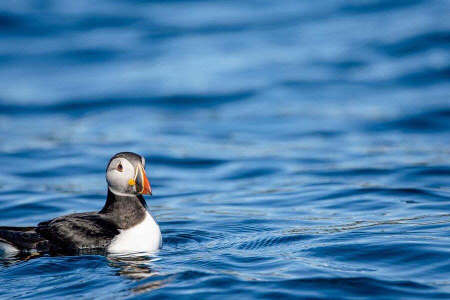 Bleik: Whale Watching by Speedboat with Puffins and Muffins - Puffins, eagles, seals, and the bird-rich coast